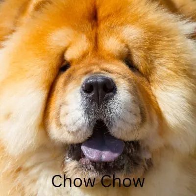 Up-close image of a chow chow
