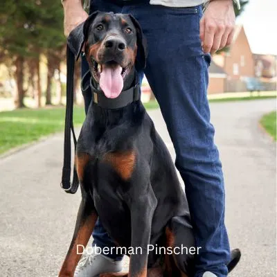 Happyoodles.com One person dog - Doberman sitting between the legs of a man