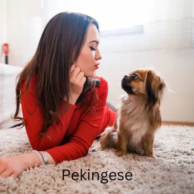 Happyoodles.com One person dog - woman puckering up to a Pekingese.