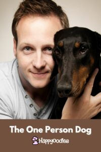 Happyoodles.com - Title: One person dog - man holding a Doberman Pinscher.