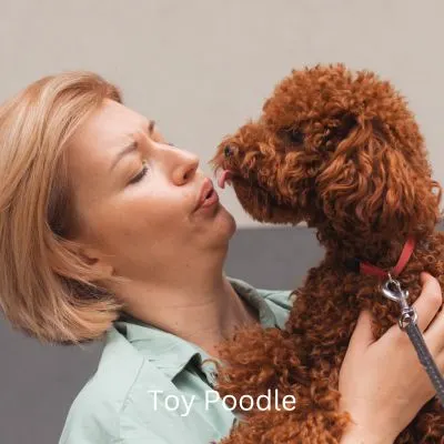 Happyoodles.com - One person dog - woman holding a toy poodle.