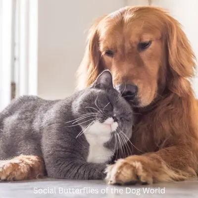 Happyoodles.com - Title: 