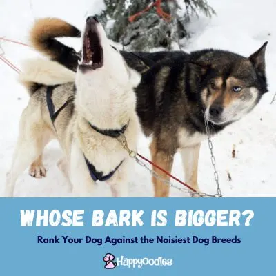 Happyoodles.com - Whose Bark is Bigger? Rank you dog against the noisiest dog breeds - Two husky with one howling.