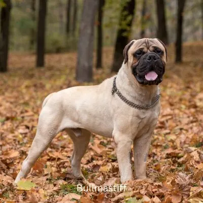 Bullmastiff standing in the leafs in the fall.