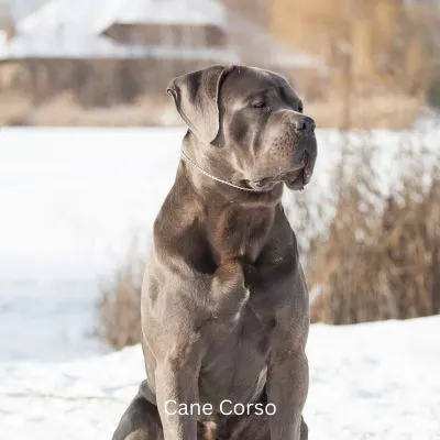 Gray Cane Corso outside in the winter with snow on the ground.