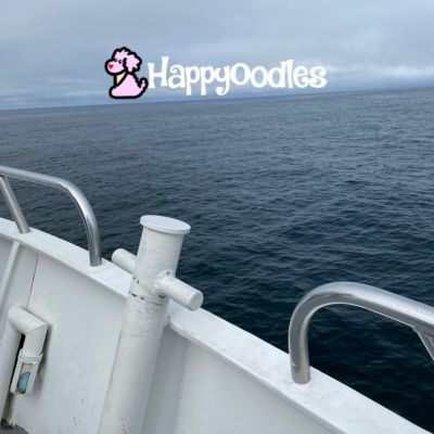 Happyoodles.com Dog Friendly Whale Watching - View of ocean from side of the Cap'n Fish's Boat