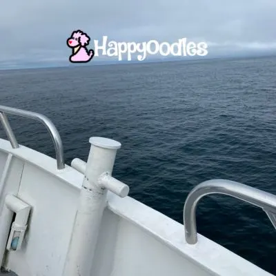 Happyoodles.com Dog Friendly Whale Watching - View of ocean from side of the Cap'n Fish's Boat
