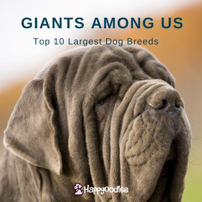 Happyoodles.com - Title : Giants Among Us Top 10 Largest Dog Breeds - Neopolitan Mastiff head