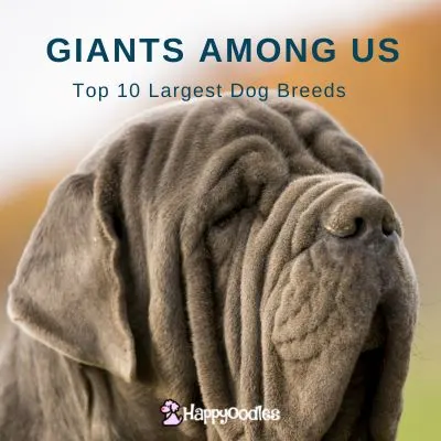 Happyoodles.com - Title : Giants Among Us Top 10 Largest Dog Breeds - Neopolitan Mastiff head