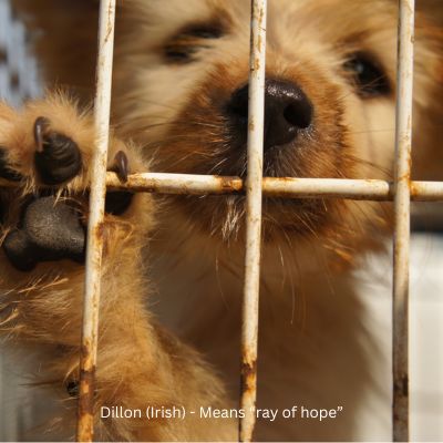 Happyoodles.com - Dillon (Irish) - Means ray of hope - Cute red dog with paw on crate.