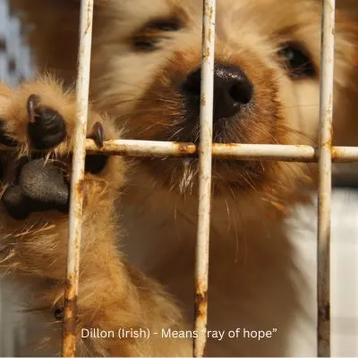 Happyoodles.com - Dillon (Irish) - Means ray of hope - Cute red dog with paw on crate.