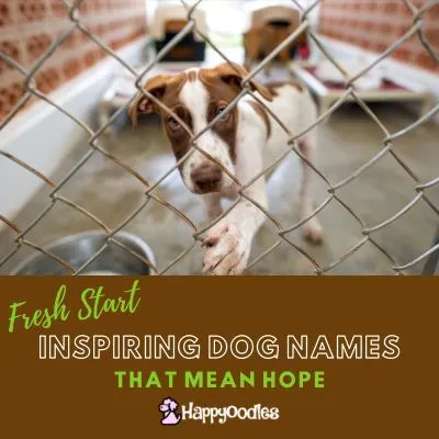 Happyoodles.com Inspiring Dog Names That Mean Hope - Fresh Starts