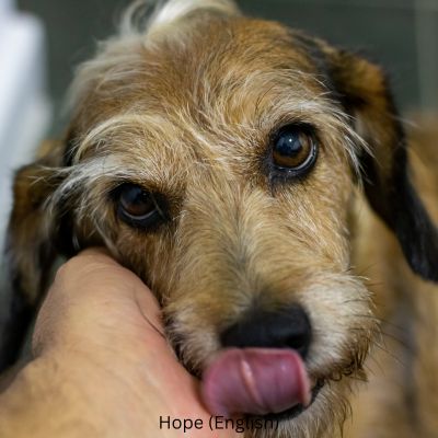 Happyoodles.com Inspiring Dog Names That Mean Hope - Hope (English)