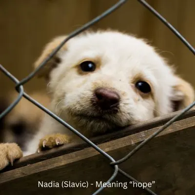 Happyoodles.com Inspiring Dog Names That Mean Hope - Nadia (Slavic) - Meaning hope, white puppy looking out shelter.