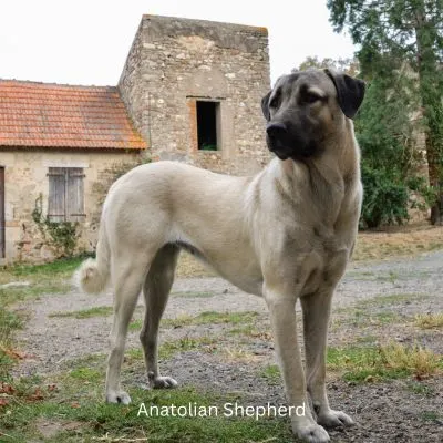 Largest Dog Breeds - Anatolian Shepherd standing on a farm
