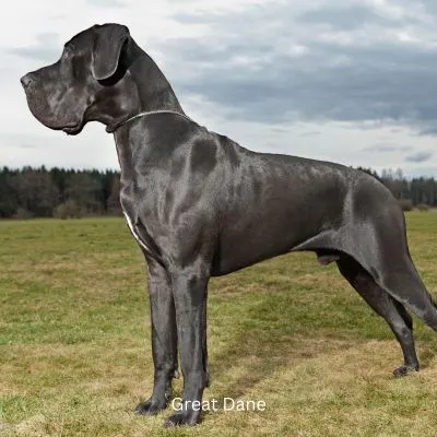 Largest Dog Breeds - Black Great Dane in field