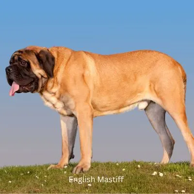 Largest Dog Breeds -English Mastiff standing outside