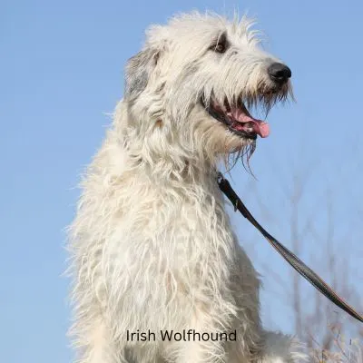 Irish Wolfhound sitting outside on a leash