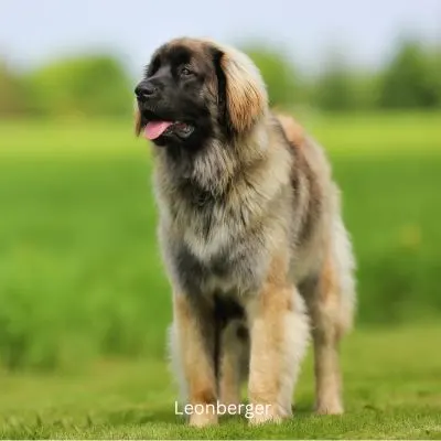 Leonberger standing outside