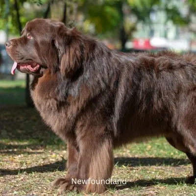 Big Brown Newfoundland standing outside