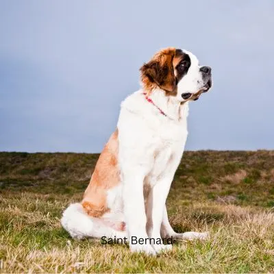 Saint Bernard sitting out in a field