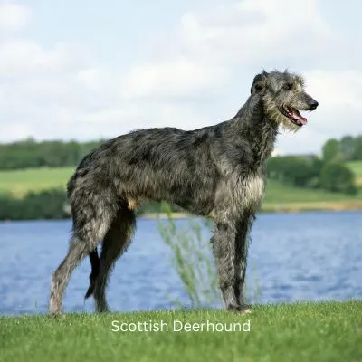 Scottish Deerhound standing outside in front of a lake