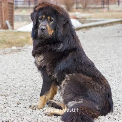 Tibetan Mastiff sitting outside