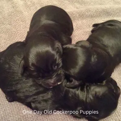 Happyoodles.com - Puppy Facts That May Surprise You - Three, One Day Old Cockerpoo Puppies snuggled up together.