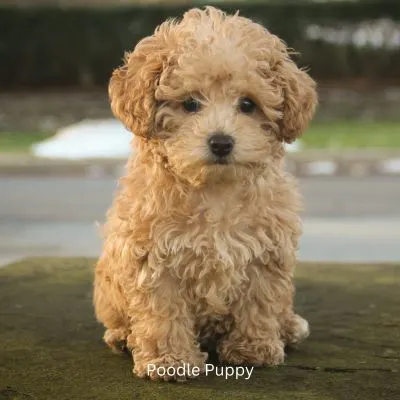 Poodle Puppy sitting outside.
