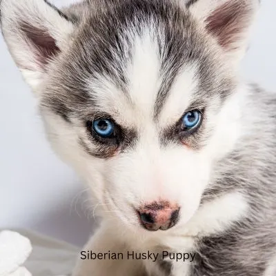 Siberian Husky Puppy with blue eyes