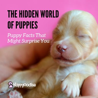 Happyoodles.com title - The Hidden World of Puppies; Puppy Facts That May Surprise You - Newborn puppy in a hand with a pink background.