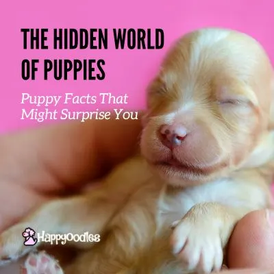 Happyoodles.com title - The Hidden World of Puppies; Puppy Facts That May Surprise You - Newborn puppy in a hand with a pink background.