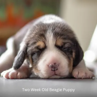 Happyoodles.com Puppy Facts That May Surprise You - Two week old Beagle Puppy.