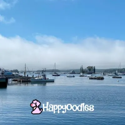 Dog-Friendly Whale Watching - Boothbay Harbor