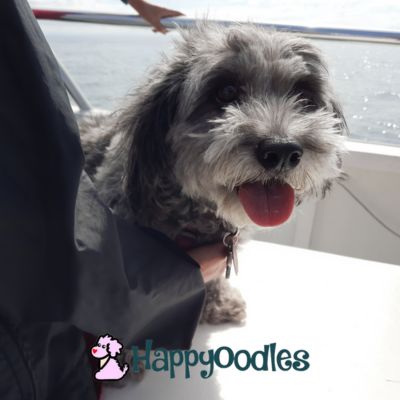 happyoodles.com - Dog-Friendly Whale Watching - Holding Bella on the boat