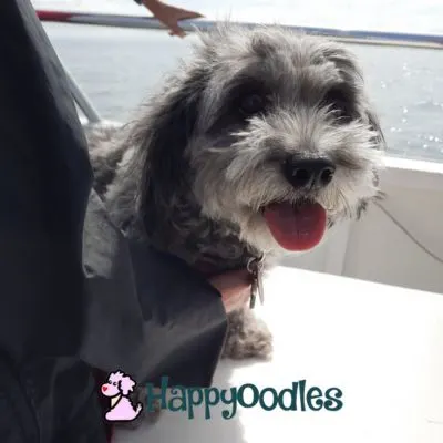 happyoodles.com - Dog-Friendly Whale Watching - Holding Bella on the boat