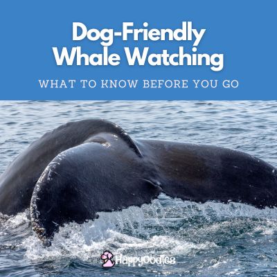 Dog-Friendly Whale Watching - What to know before you go. with picture of a whale tail in the water.