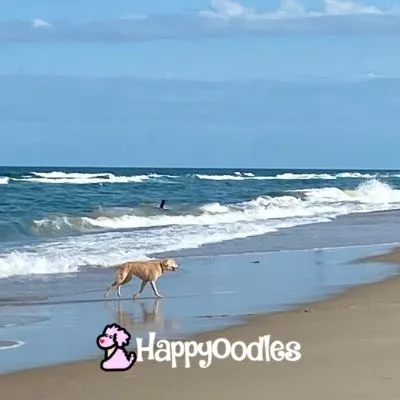 Happyoodles.com - Dog on KDH beach-no people