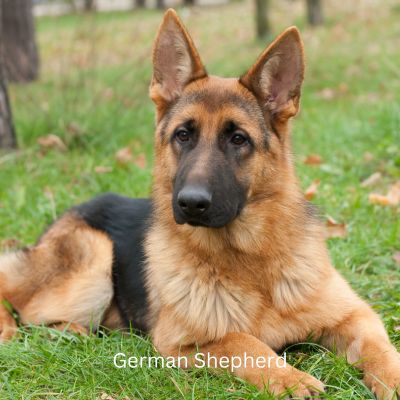 Happyoodles.com - German Shepherd in Grass with breed title