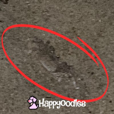 Happyoodles.com Outer Banks Ghost Crab on Kill Devil Hills Beach