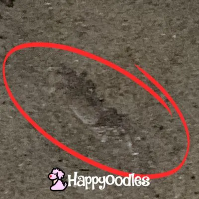 Happyoodles.com Outer Banks Ghost Crab on Kill Devil Hills Beach