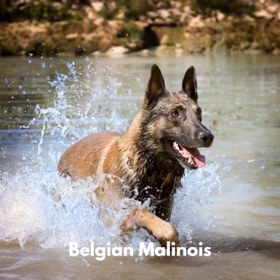 Happyoodles.com Tough Dog Names -Belgian Malinois in water-1