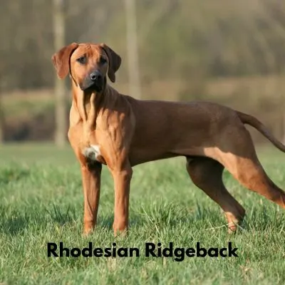 Happyoodles.com - Tough Dog Names - Rhodesian Ridgeback outside in a field