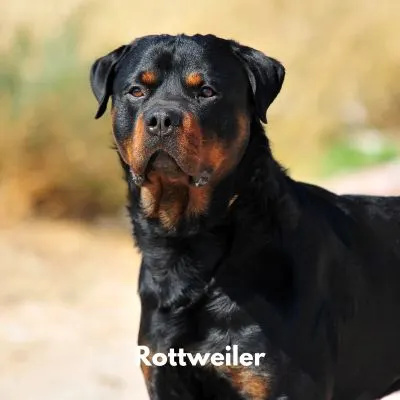 Happyoodles.com Tough Dog Names - Rottweiler outside staring off in the distance