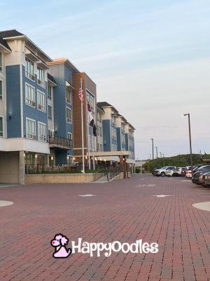 Happyoodles.com - TownePlace Suites by Marriott in Kill Devil Hill Our ideal  Dog-Friendly Hotel