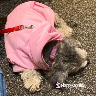Bella sleeping in her pink hoodie