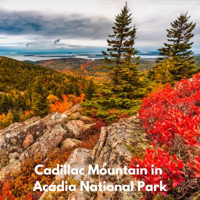  Foliage atop Cadillac Mountain in Acadia National Park Maine