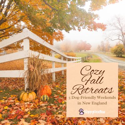 Happyoodles.com - Cozy Fall Retreats - Dog Friendly New England Weekends - Picture of country road in vermont
