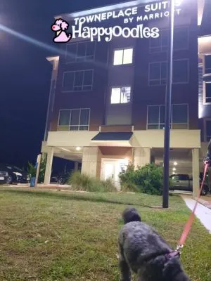 Happyoodles.com TownePlace Suites KDH potty area at night.