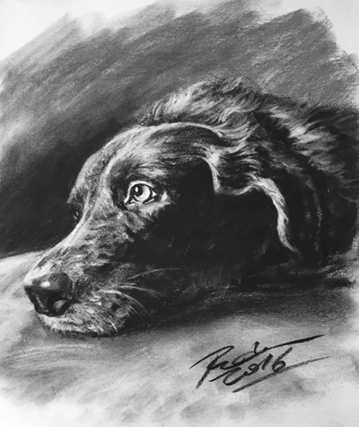 Pet portrait drawing/Charcoal pet drawing